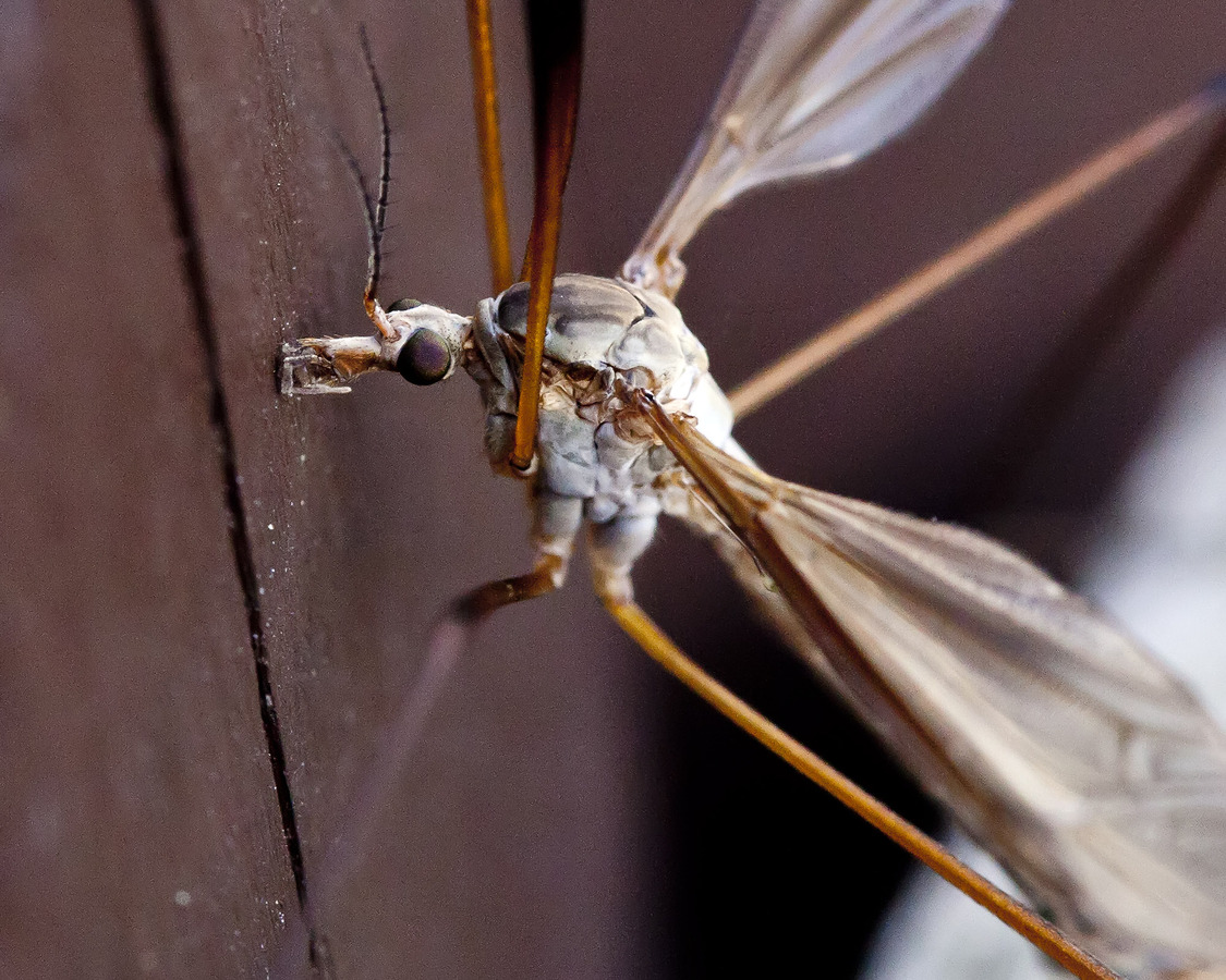 Crane Fly
